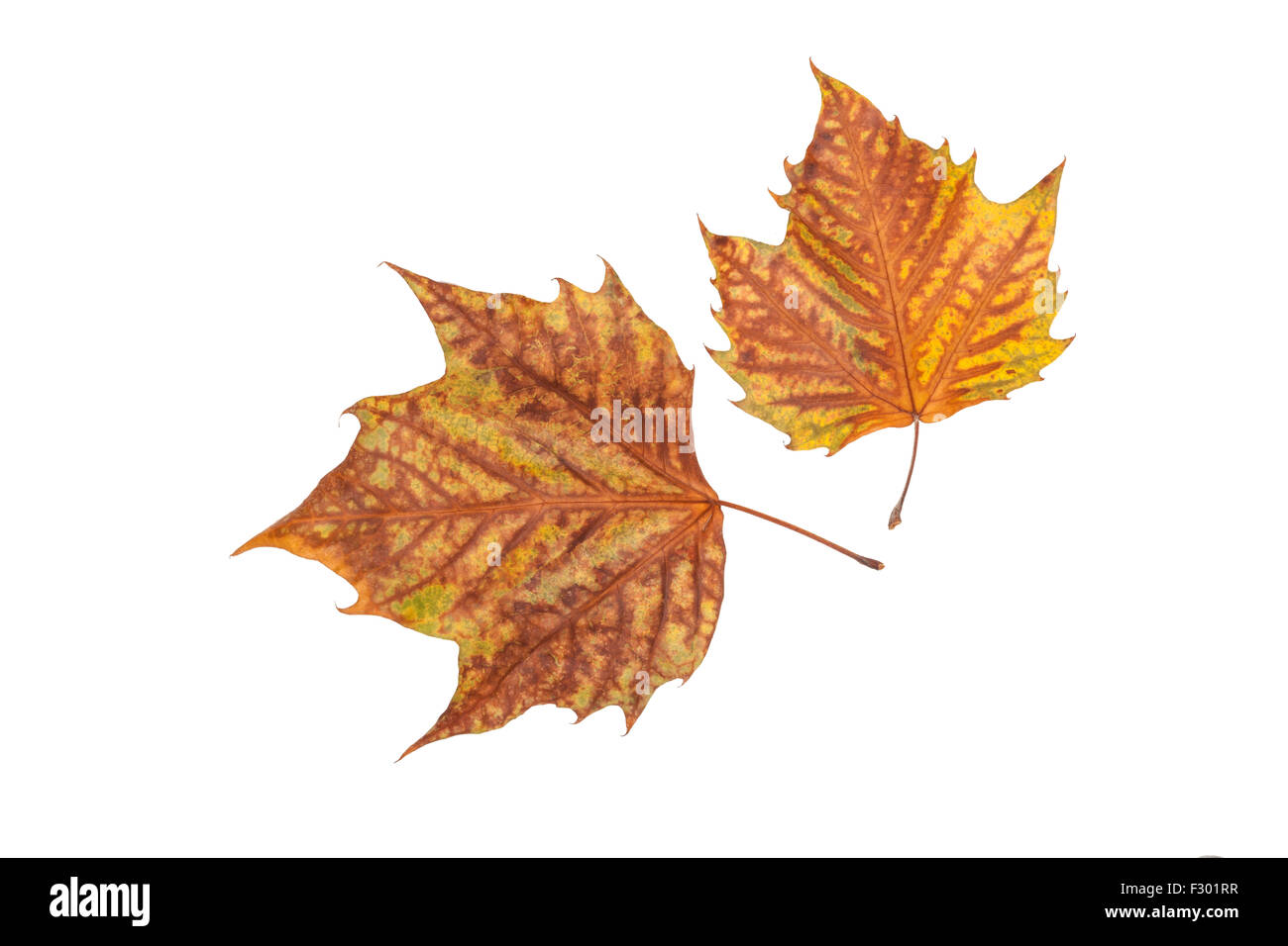 Deux feuilles d'automne Banque D'Images