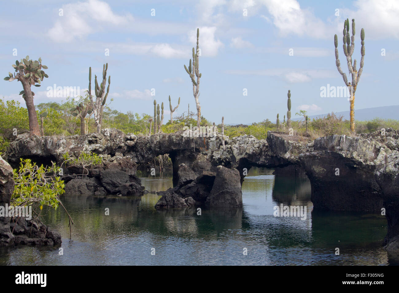 Los Tunneles (formations de lave entre les mangroves et de haute mer), Isabela Island, Îles Galápagos Banque D'Images