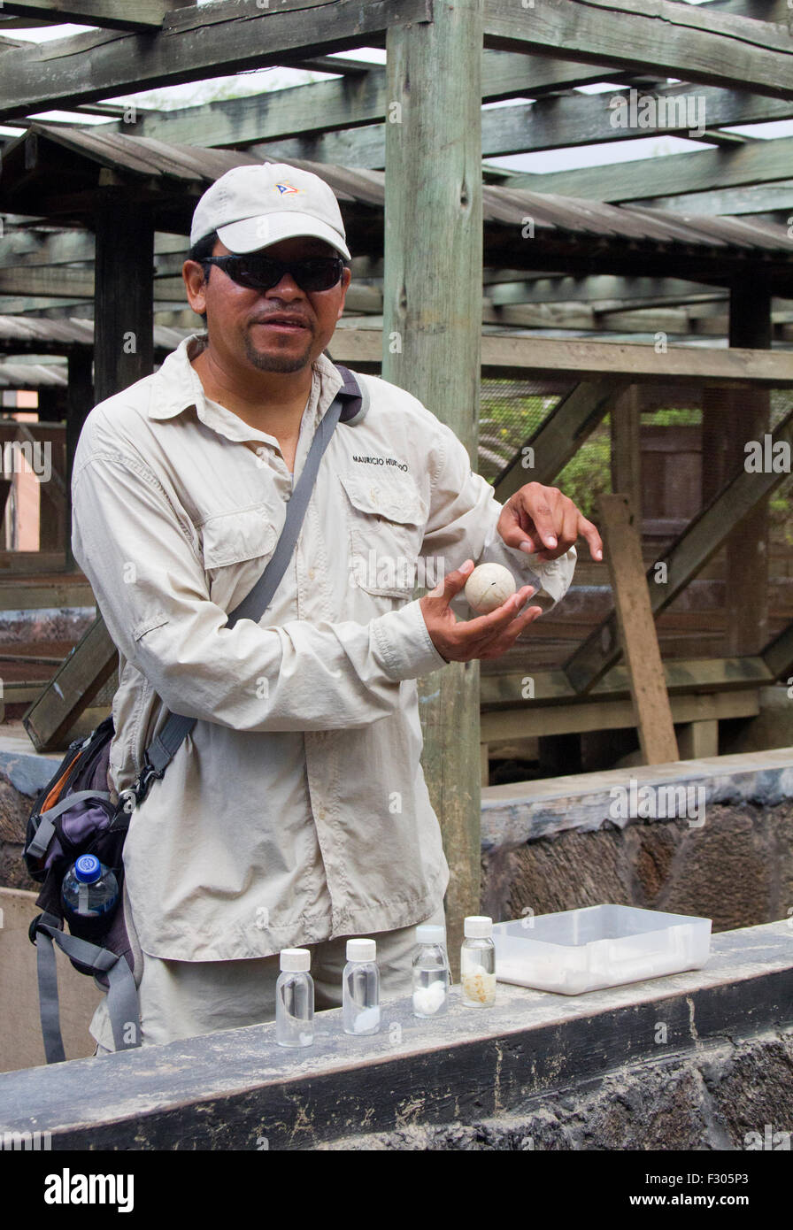 Guide expliquant l'élevage de tortues terrestres au Centro de Crianza de Tortugas terrestres, l'île Isabela, Îles Galápagos Banque D'Images