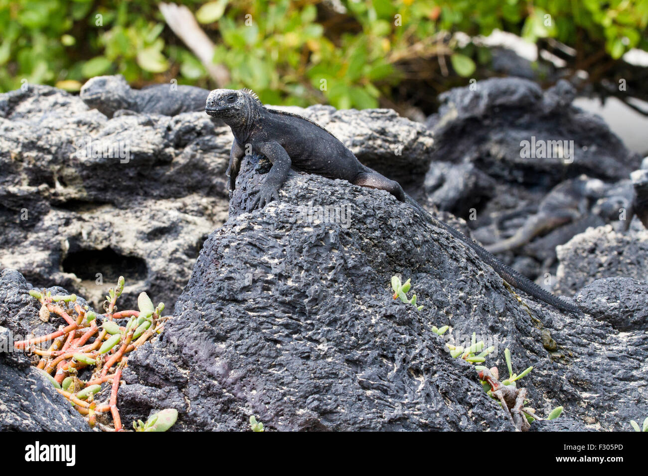 Les Galapagos iguanes marins sur la plage, îles Galapagos, l'île Isabela Banque D'Images