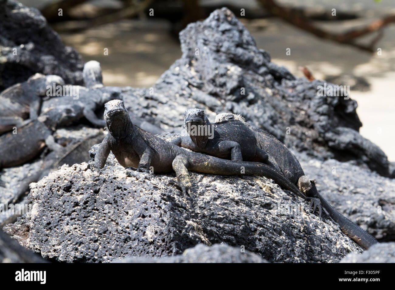 Les Galapagos iguanes marins sur la plage, îles Galapagos, l'île Isabela Banque D'Images