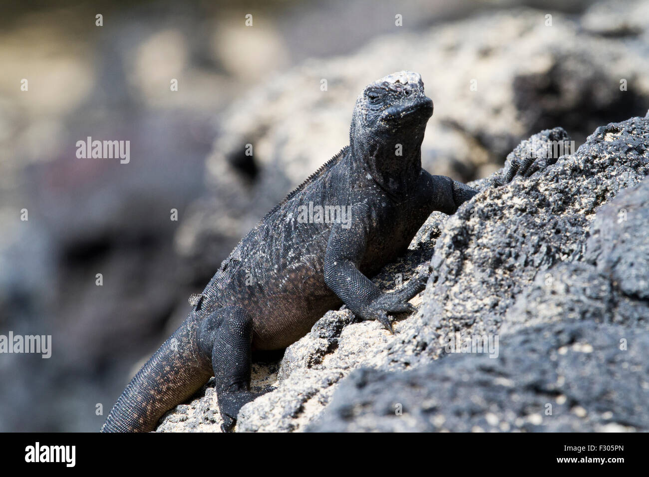 Les Galapagos iguanes marins sur la plage, îles Galapagos, l'île Isabela Banque D'Images