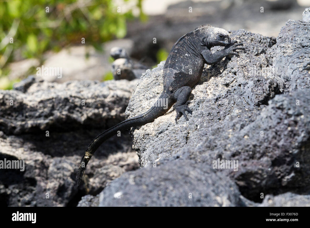 Les Galapagos iguanes marins sur la plage, îles Galapagos, l'île Isabela Banque D'Images