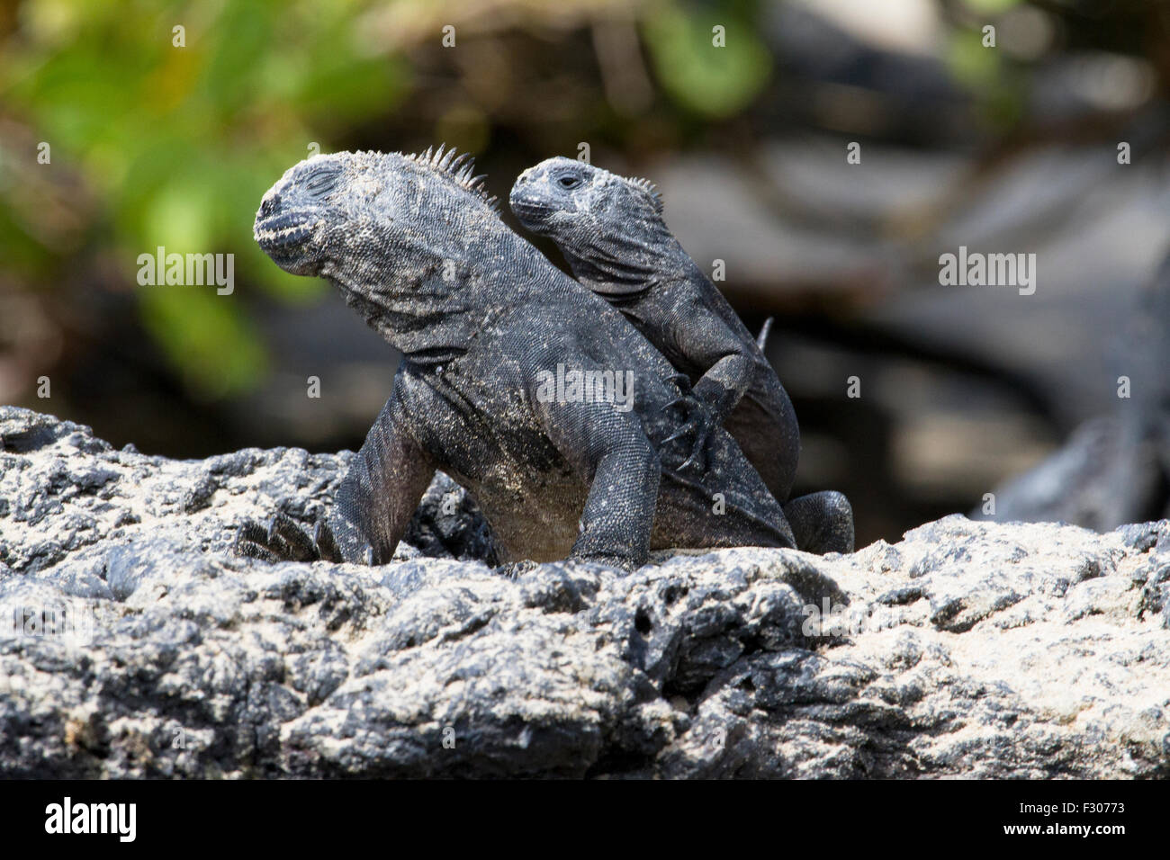 Les Galapagos iguanes marins sur la plage, îles Galapagos, l'île Isabela Banque D'Images