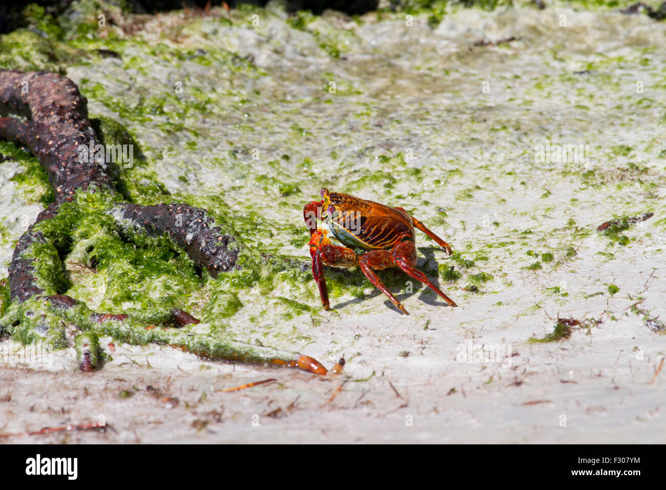 Sally Lightfoot Crab (Grapsus grapsus), l'île de Santa Cruz, Galapagos Islands Banque D'Images