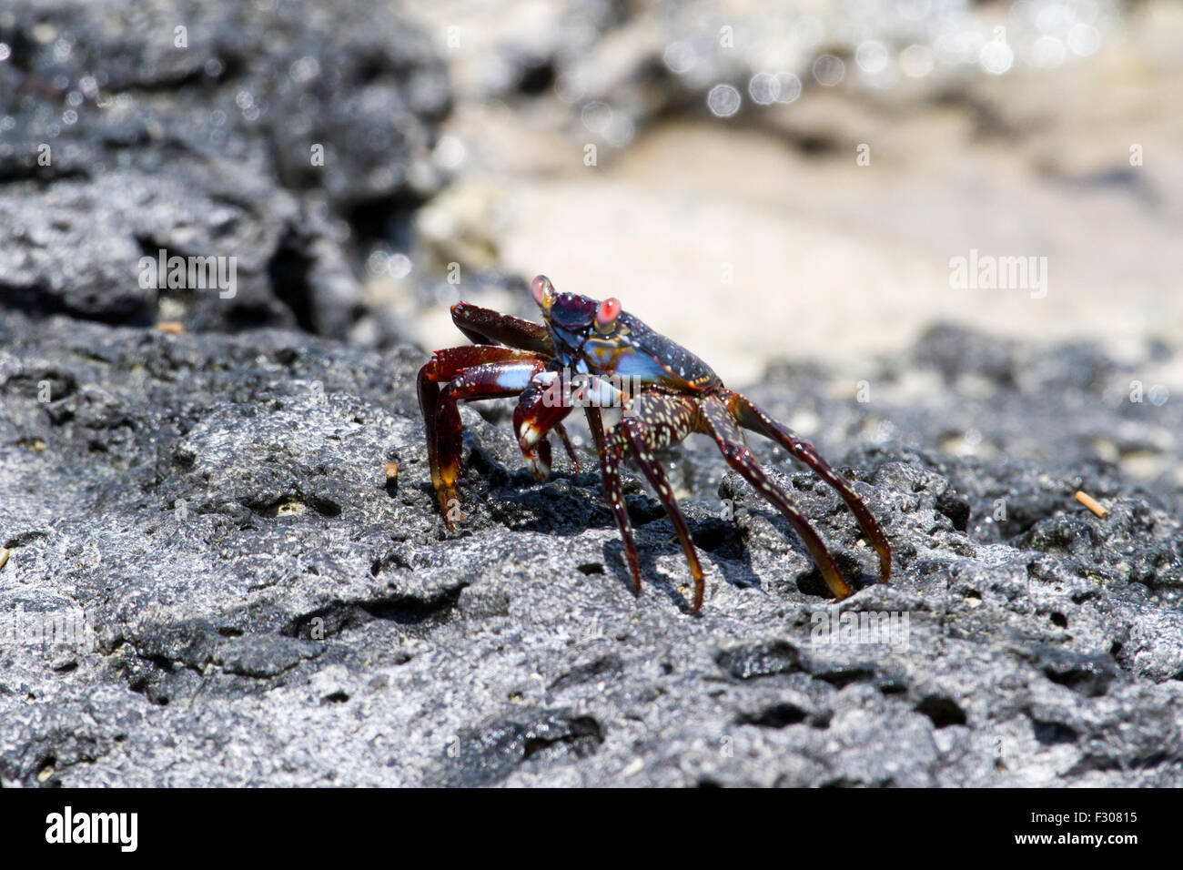 Sally Lightfoot Crab (Grapsus grapsus), Tortuga Bay, île de Santa Cruz, Galapagos Islands Banque D'Images