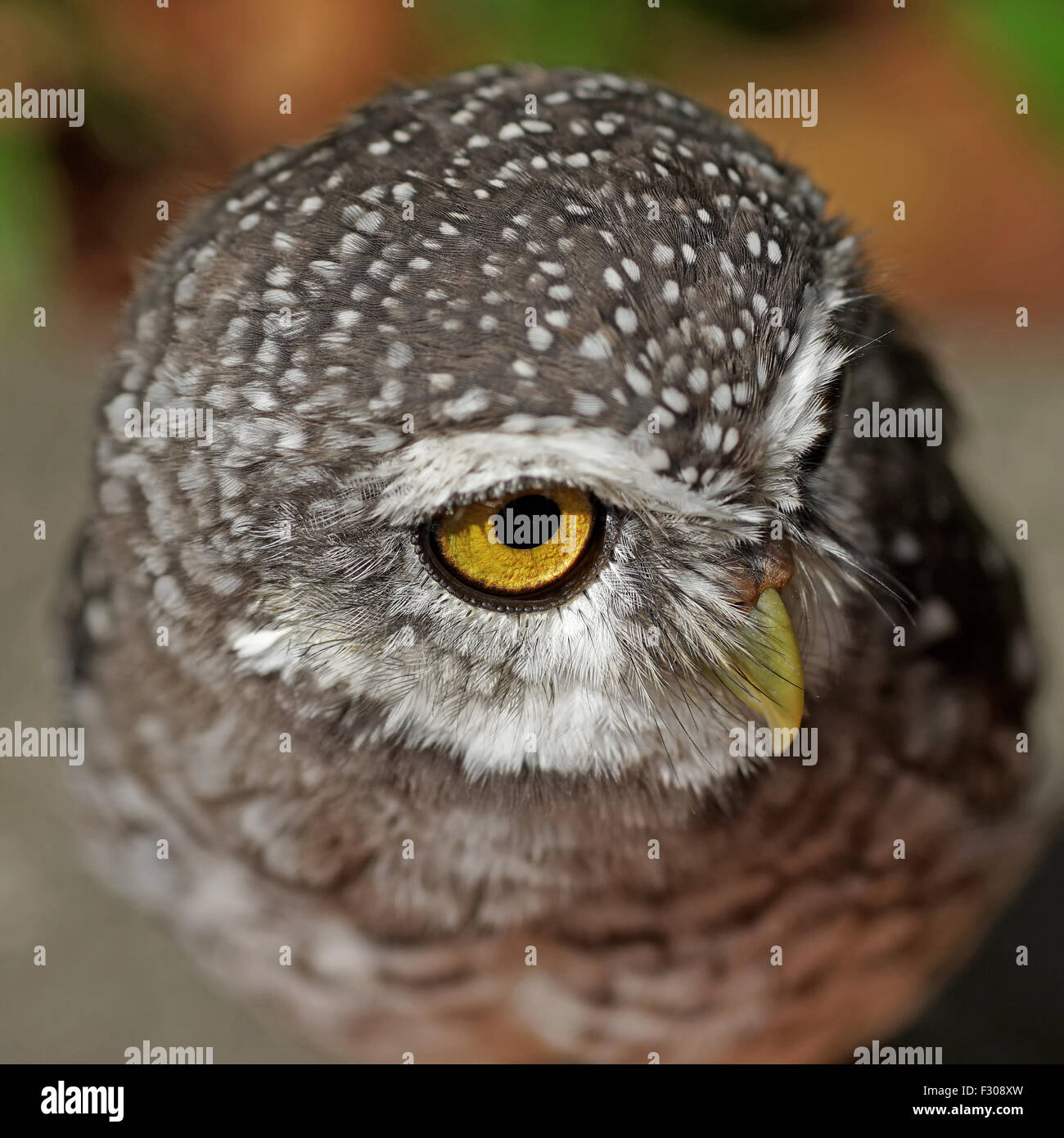 Gros plan du spotted owlet ou athene brama bird Banque D'Images