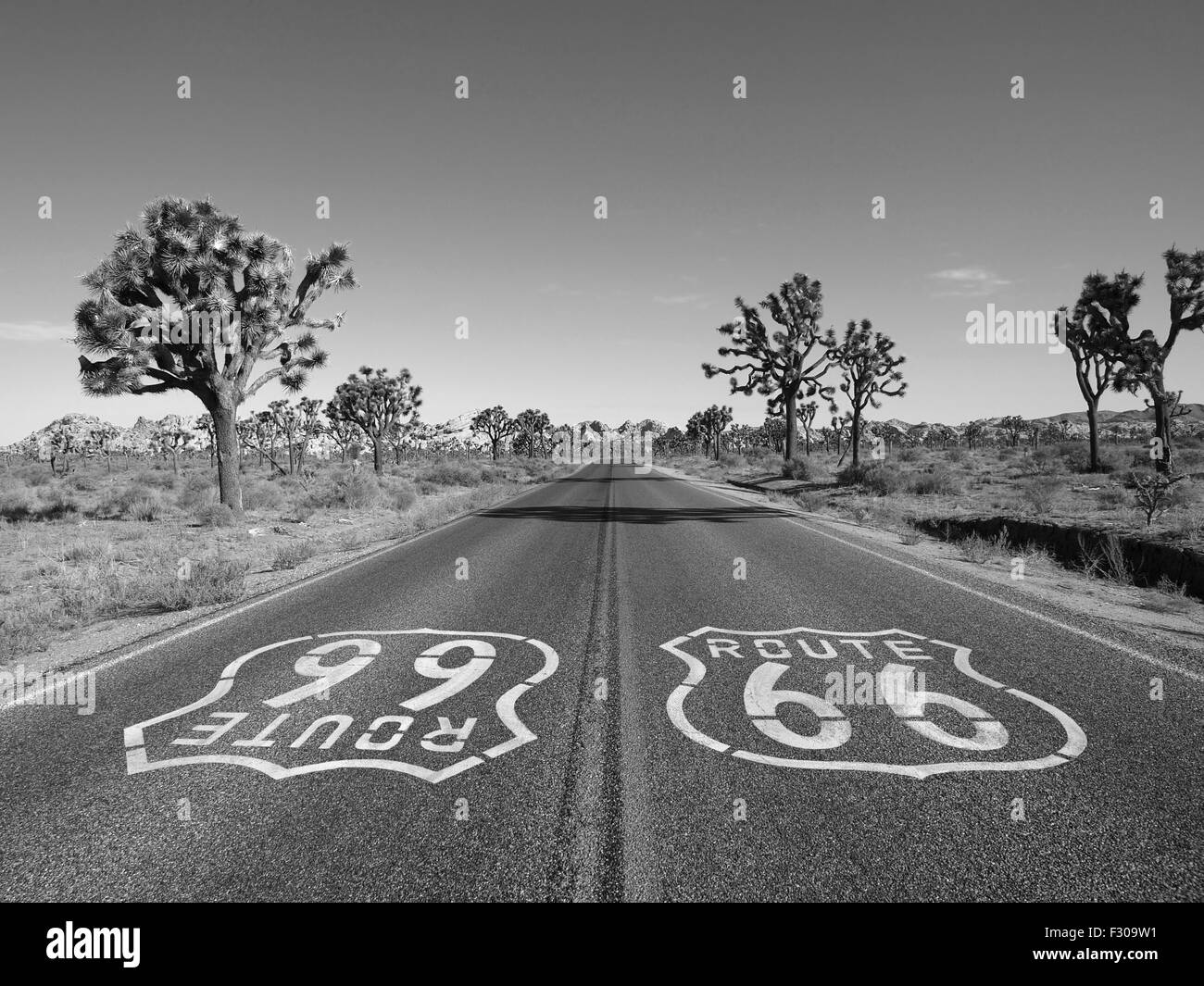 Désert de Mojave, route 66 pavement sign avec Joshua Trees en noir et blanc. Banque D'Images