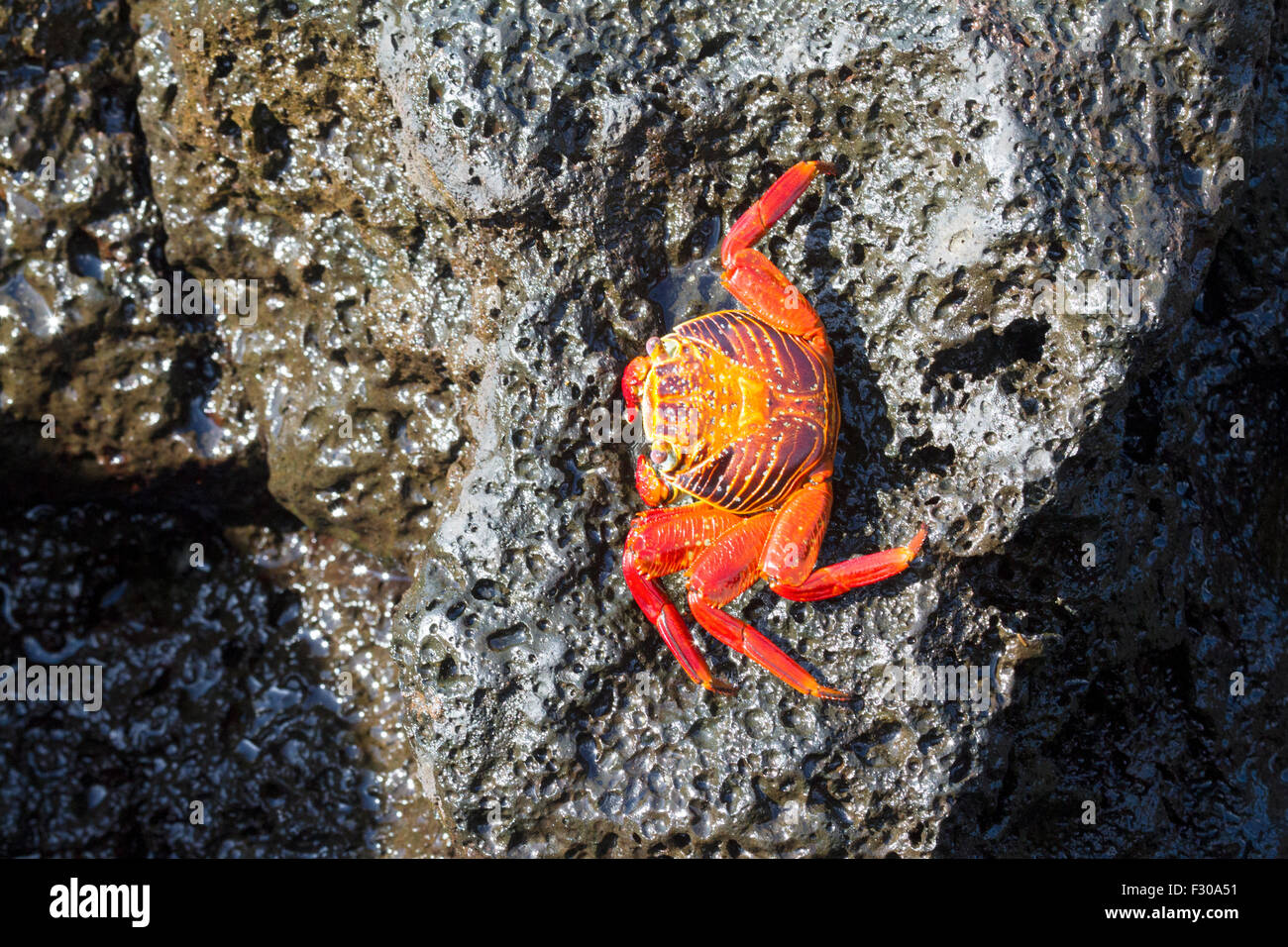 Sally Lightfoot Crab (Grapsus grapsus), Puerto Baquerizo Moreno, San Cristobal Island, Îles Galápagos Banque D'Images