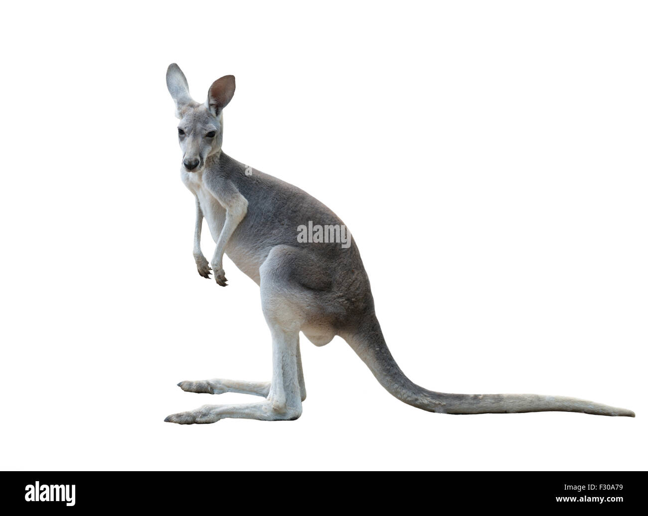 Kangourou gris isolé sur fond blanc Banque D'Images