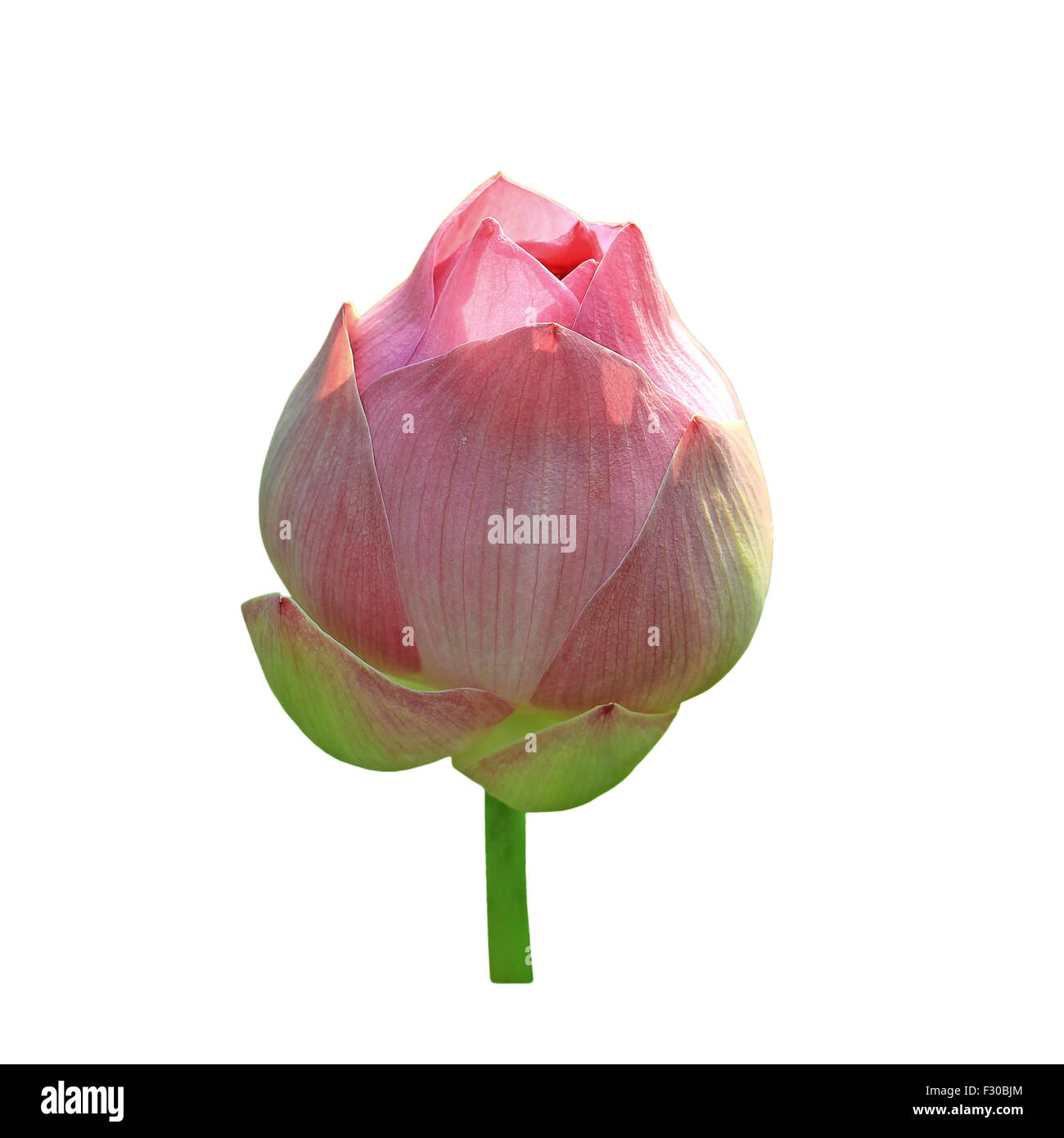 Belle fleur de lotus isolé sur fond blanc Banque D'Images