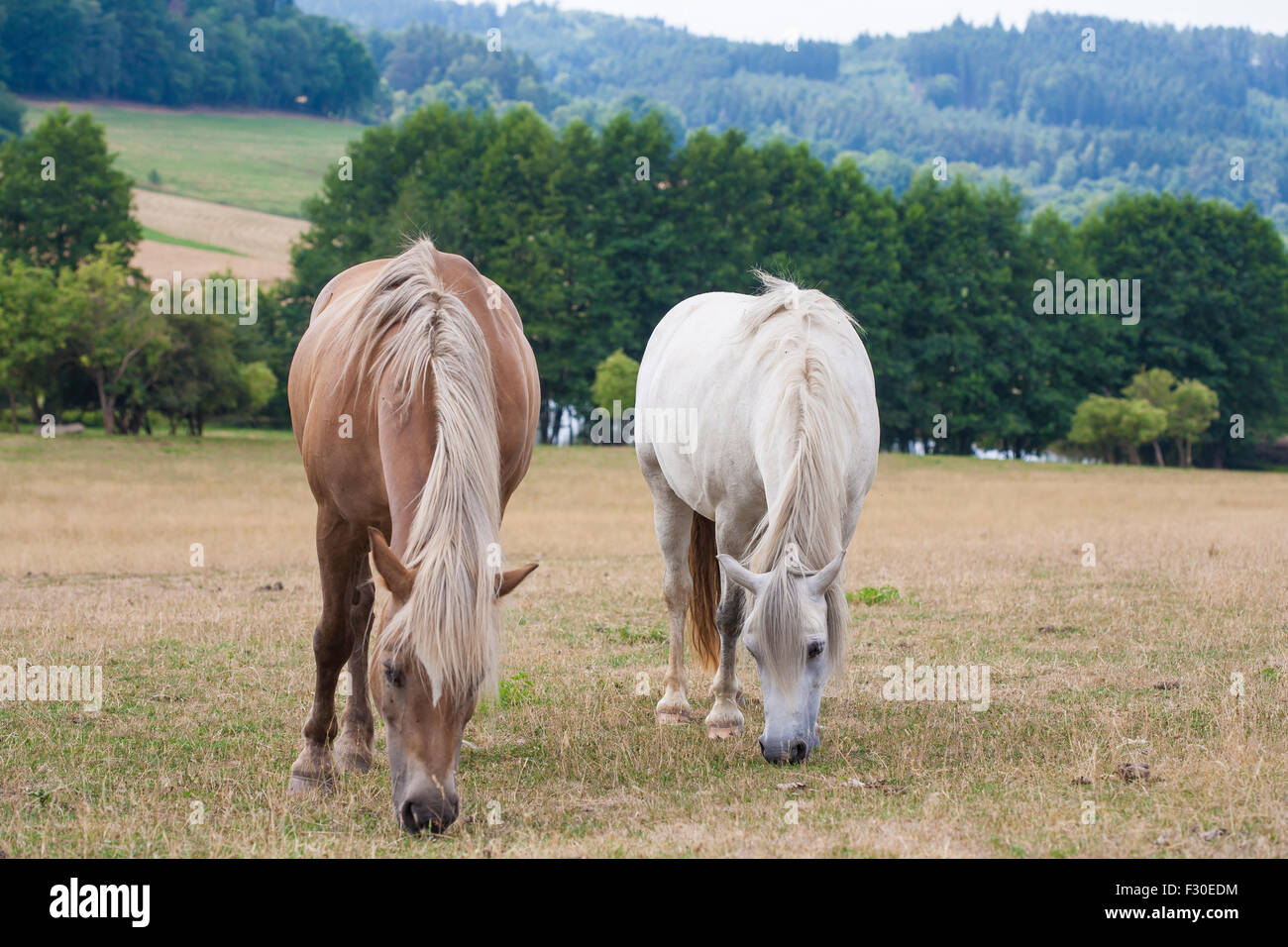 Chevaux au ranch en République Tchèque Banque D'Images