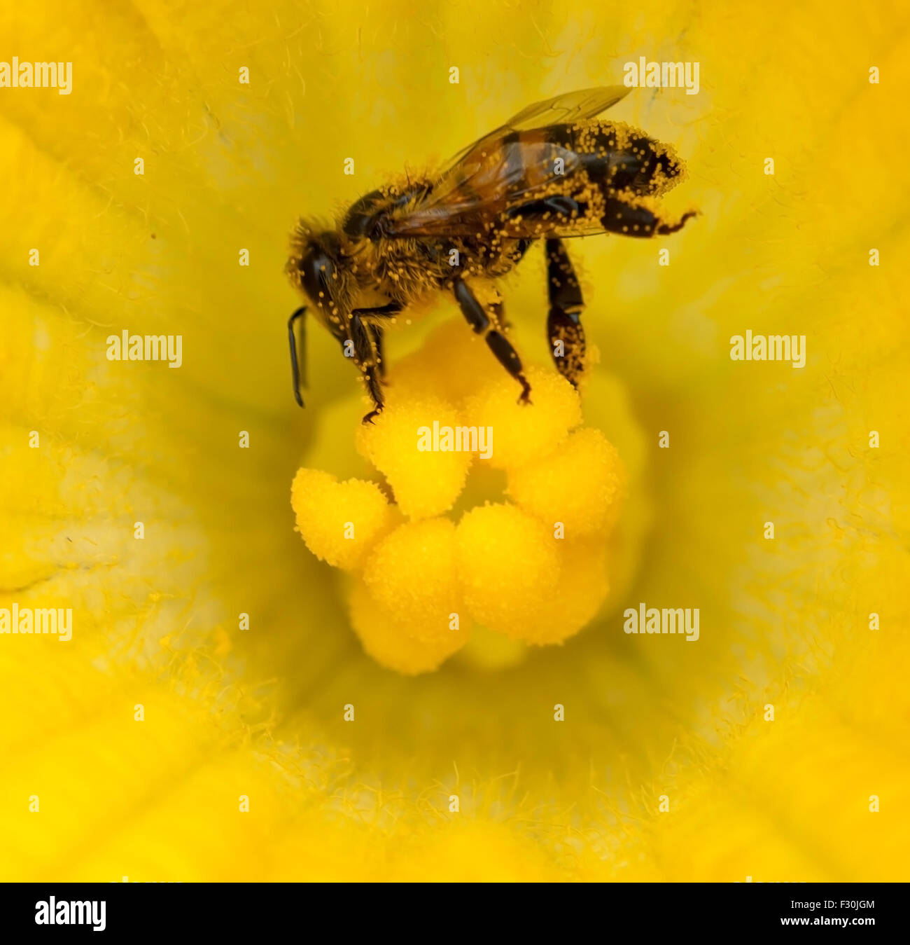 L'abeille occupée la collecte du pollen sur les fleurs de citrouille jaune doré Banque D'Images