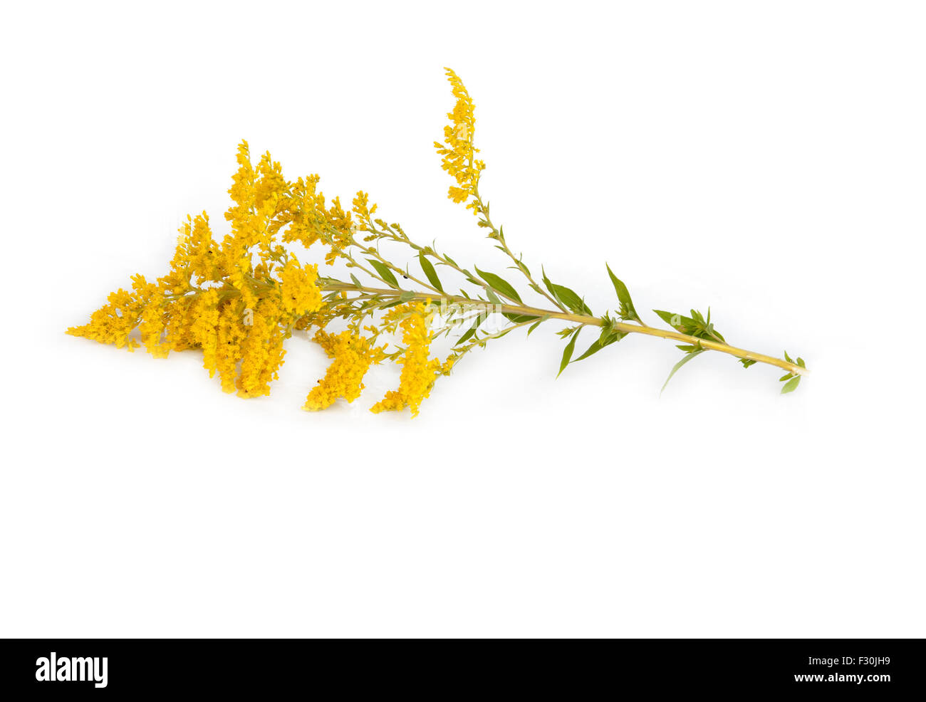 Solidago virgaurea Golden Rod flower isolated on white background Banque D'Images