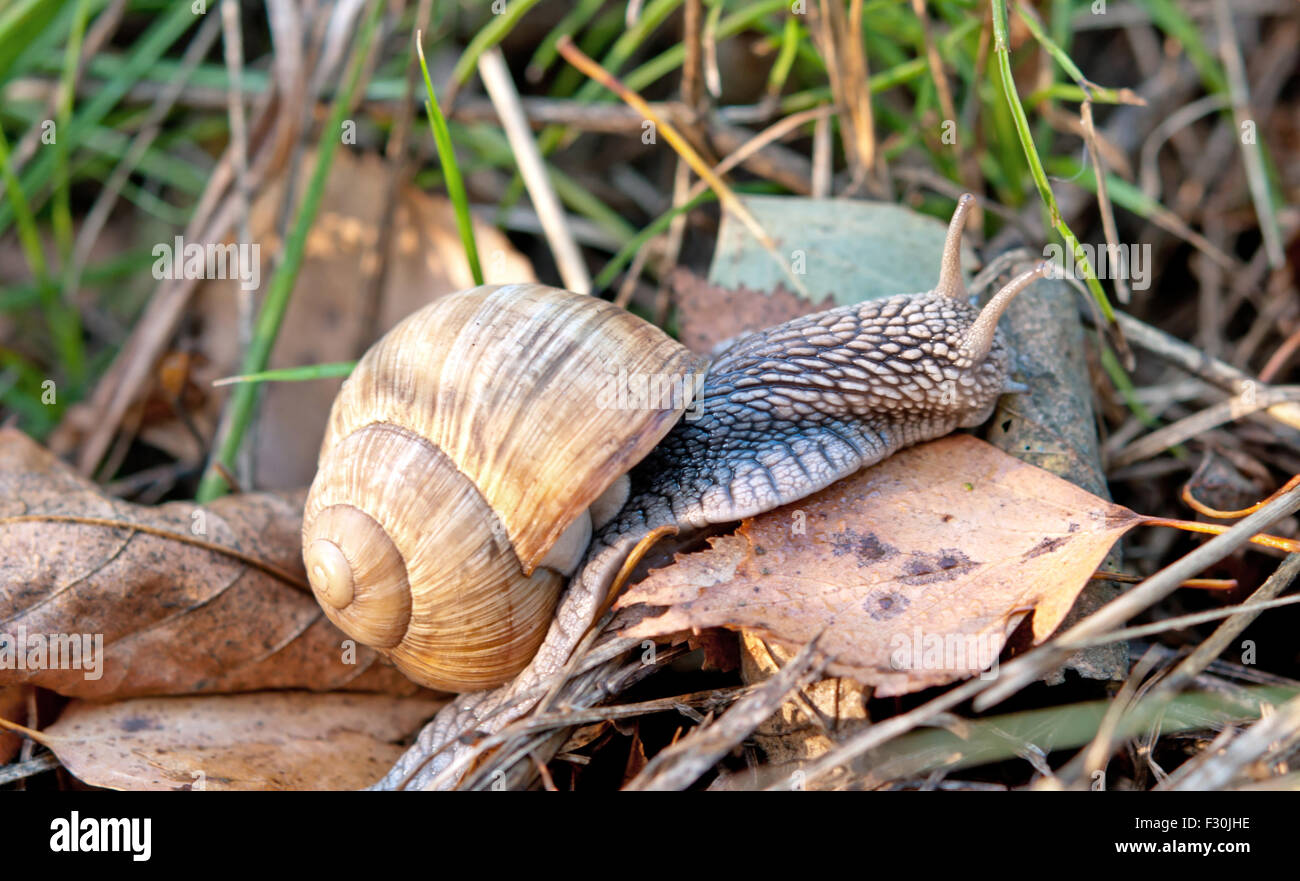 Macro d'escargot romain (Helix pomatia) sur la litière de la forêt en automne Banque D'Images Macro d'escargot romain (Helix pomatia) sur la litière de la forêt en automne Banque D'Images