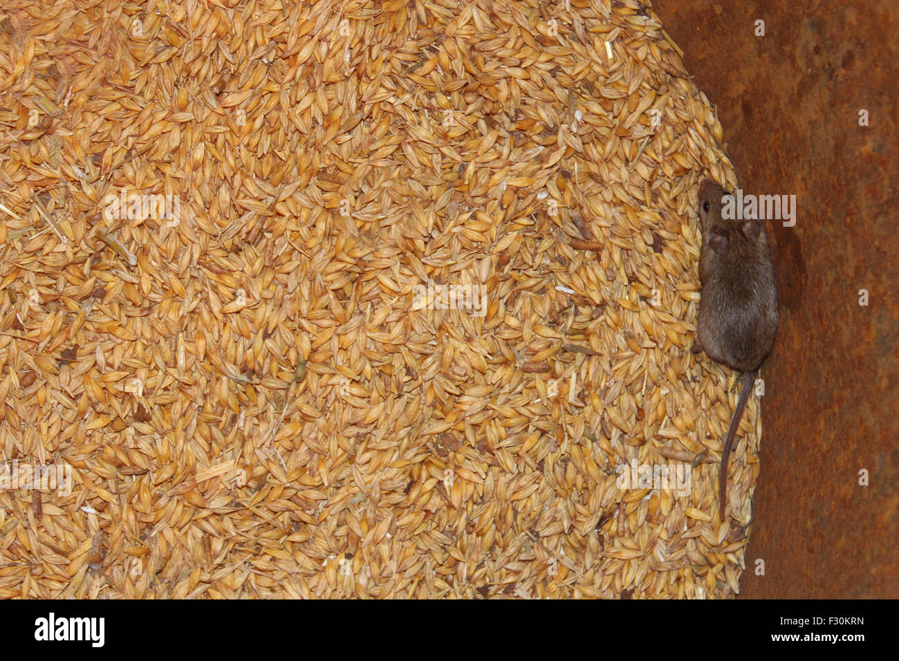 Peu de gris souris fonctionnant sur le blé dans le garde-manger Banque D'Images