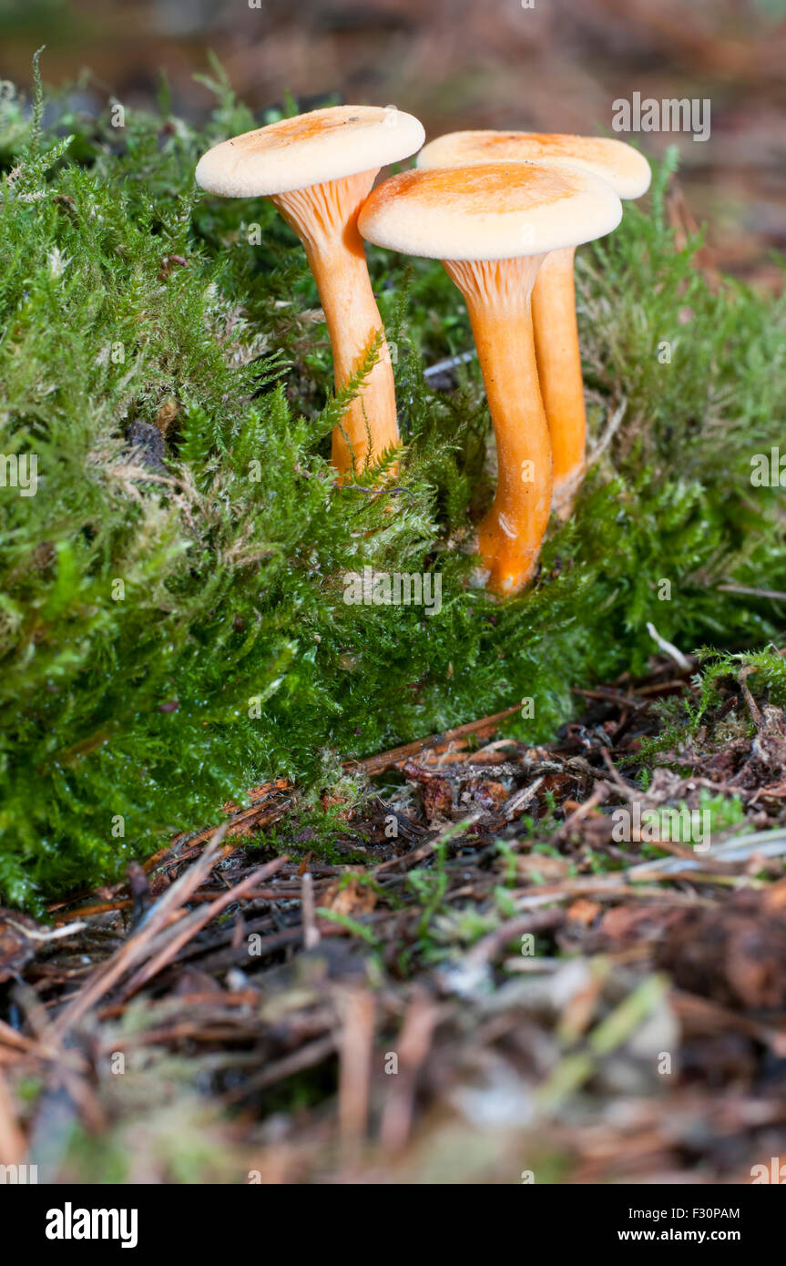 Fausse Chanterelle champignons poussant sur le marbre, B-3461 High Woods, East Sussex, UK Banque D'Images