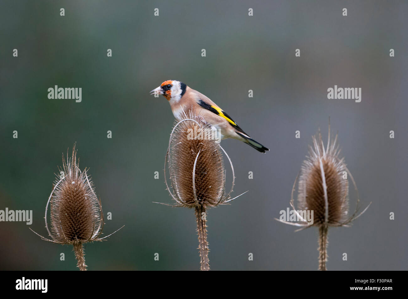 Un seul Chardonneret se nourrit de graines d'une renoncule seedhead contre fond diffus, Hastings, East Sussex, UK Banque D'Images