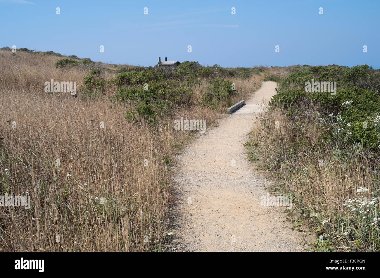 Sentier côtier et de prairie à bodega head péninsule dans sonoma coast State Park de Californie Banque D'Images