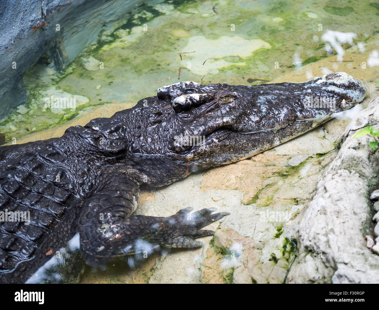 Crocodile dangereux de vous détendre dans les eaux peu profondes Banque D'Images