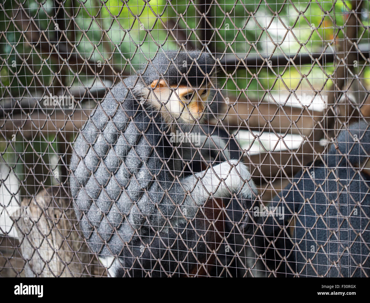 Red-shanked douc langur siéger dans la cage Banque D'Images