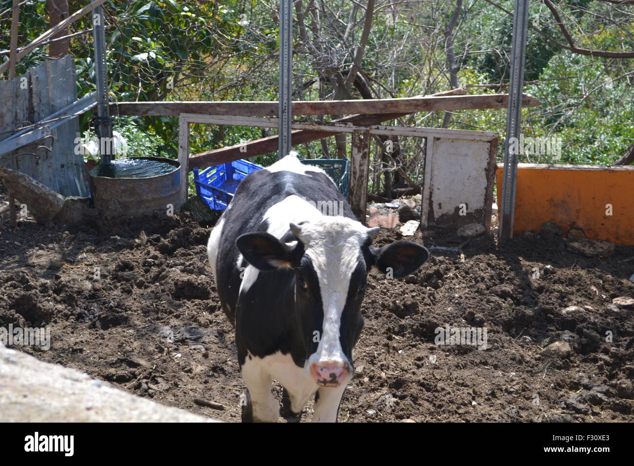 Une vache dans un village. Banque D'Images