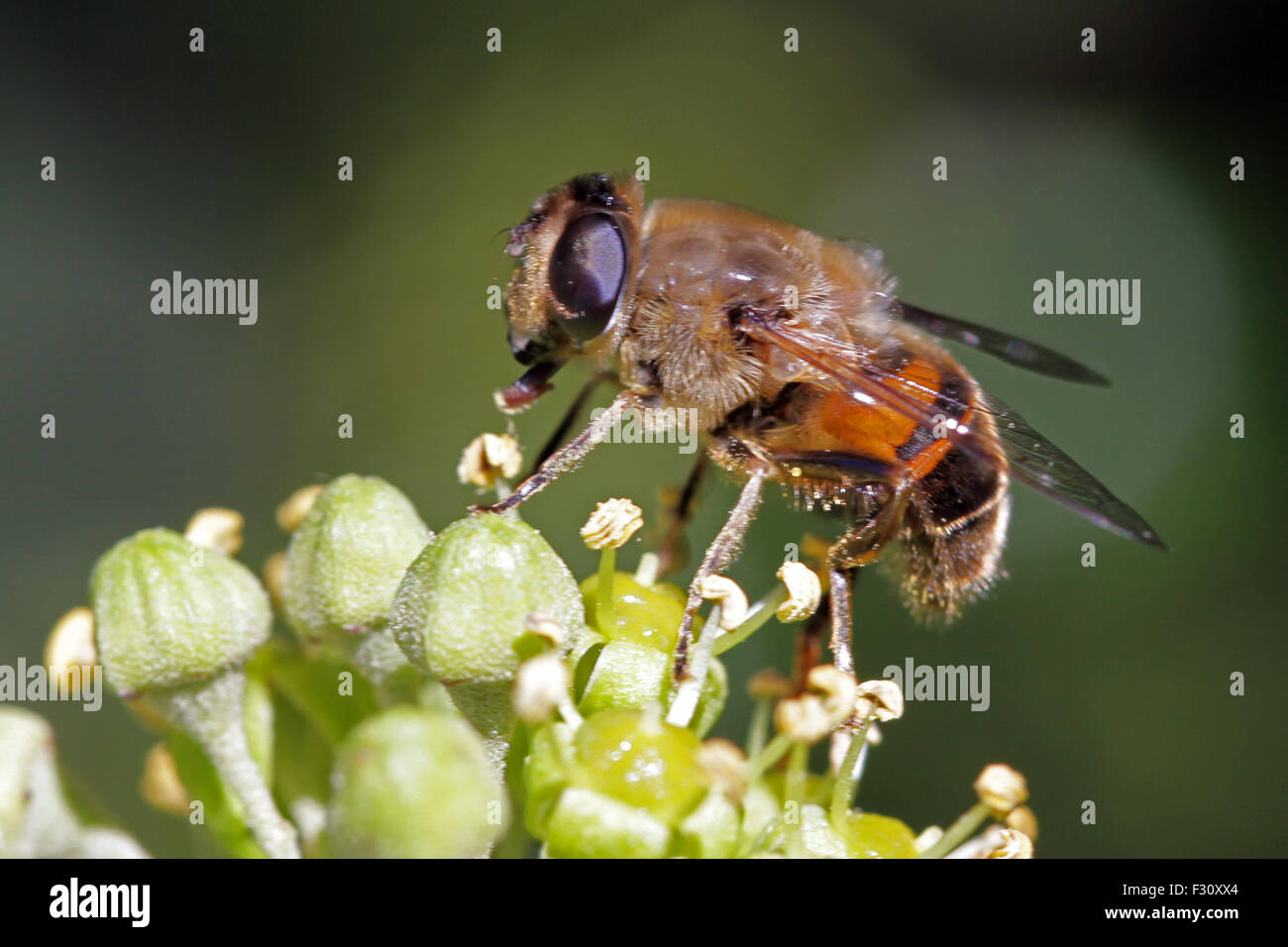 Close-up, macro photo d'une alimentation de l'Abeille sur une fleur de lierre. Banque D'Images