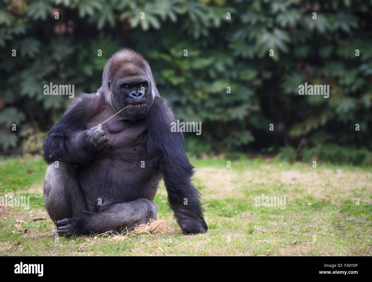 Gorilla avec expression sombre assis sur une herbe Banque D'Images