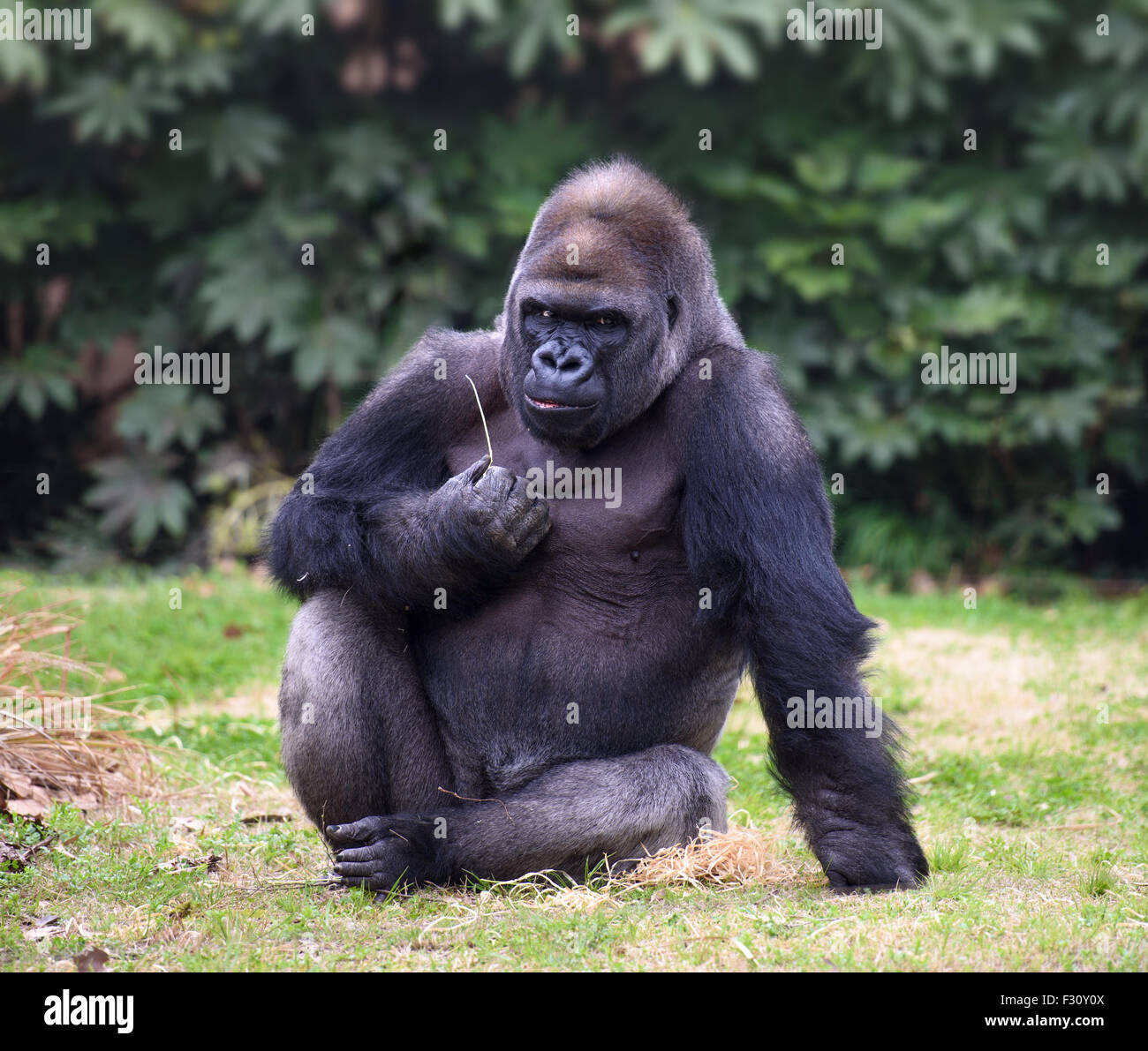Gorilla avec expression sombre regardant droit dans la caméra Banque D'Images