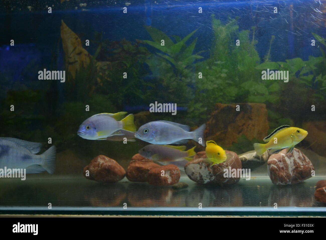 Les poissons dans un aquarium. Banque D'Images