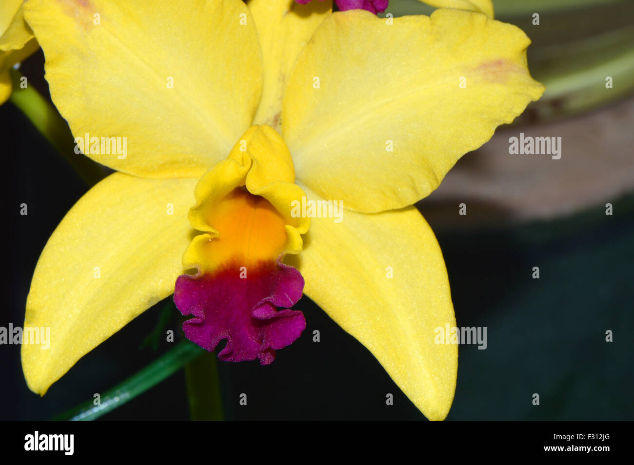 Fleur d'orchidée Cattleya jaune Banque D'Images