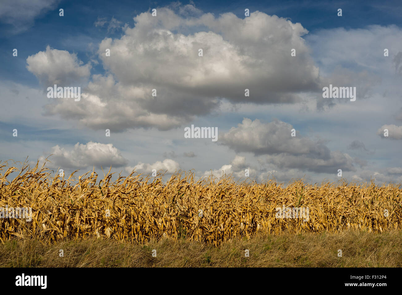 White cumulonimbus dans le ciel bleu sur les champs de maïs sec Basse Silésie Pologne Banque D'Images