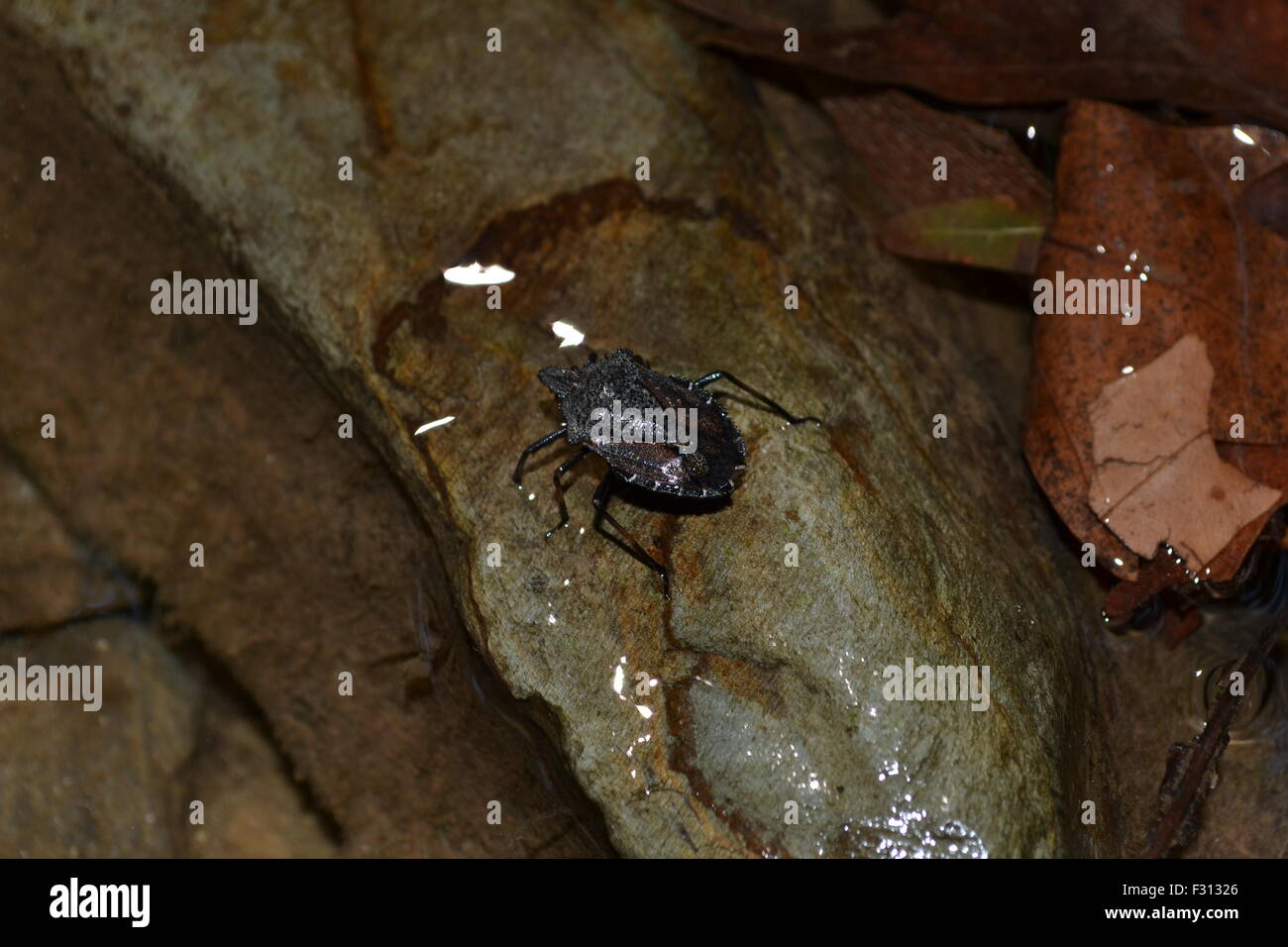 Un bug sur une pierre près d'une cascade. Banque D'Images