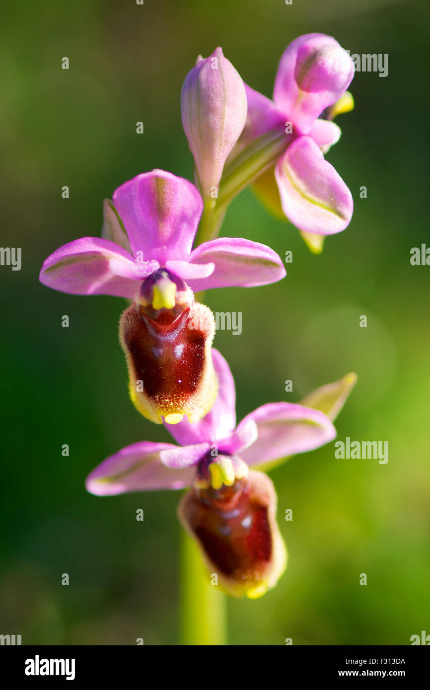 Gros plan sur les fleurs d'orchidée à la mouche (Ophrys tenthredinifera) dans l'île de Formentera (îles Pityusic, îles Baléares, Espagne) Banque D'Images