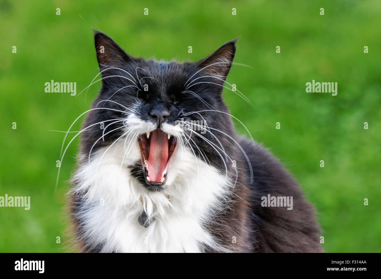 chat noir sur fond vert Banque D'Images