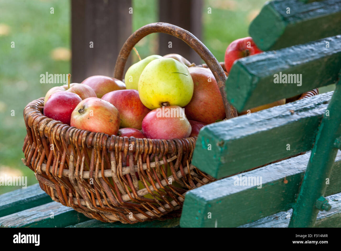 Les pommes dans le panier panier en osier fruits cueillis la récolte d'automne sur banc de jardin Banque D'Images