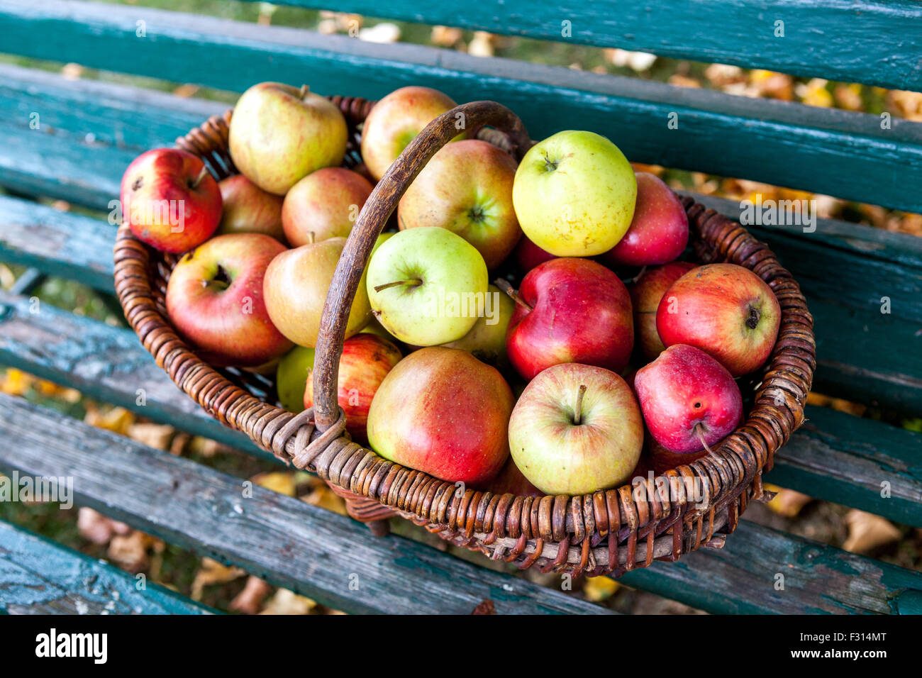 Pommes en panier panier en osier automne récolte fruits cueillis, panier sur un banc de jardin jardin jardin jardin jardin automnal Banque D'Images