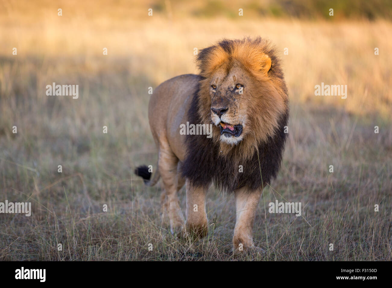 Un beau mâle leon dans un matin ensoleillé dans la savane, le Kenya, l'Afrique Banque D'Images