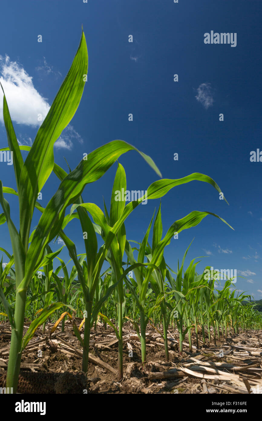 Les JEUNES PLANTS DE MAÏS, DE GENOU DE HAUTE PAR LE QUATRIÈME DE JUILLET JEFFERSON COUNTY Florida USA Banque D'Images