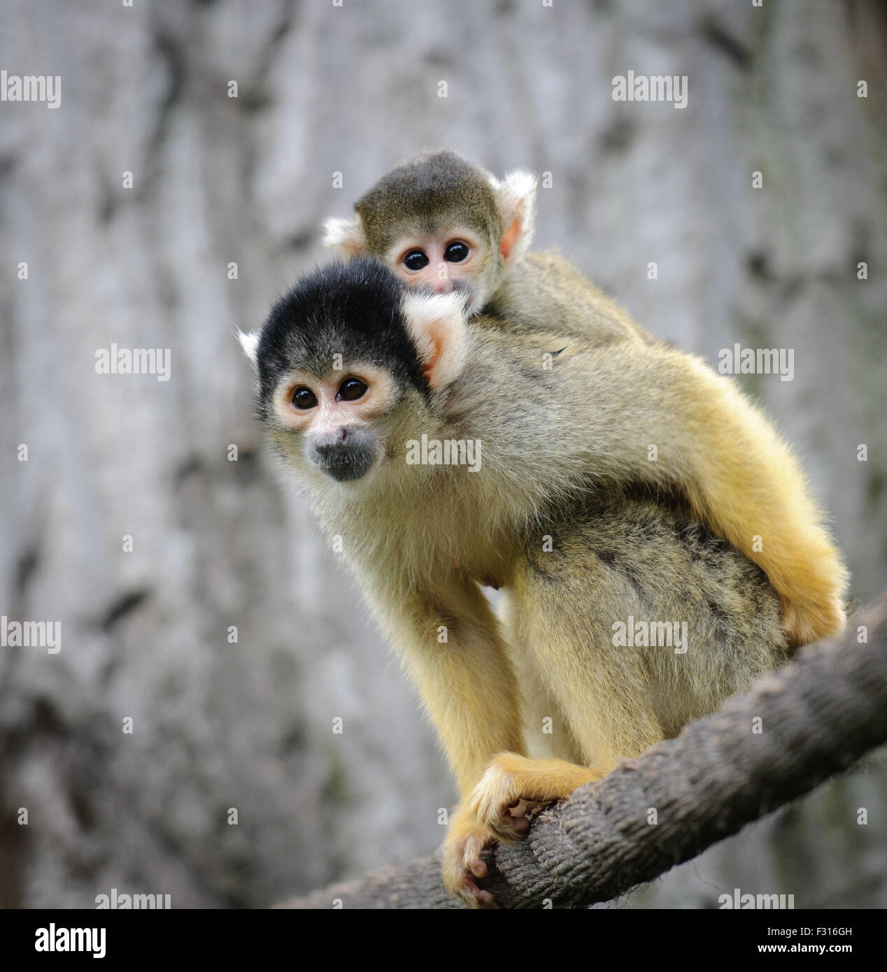 Black-capped singe écureuil avec son mignon petit bébé au zoo Banque D'Images