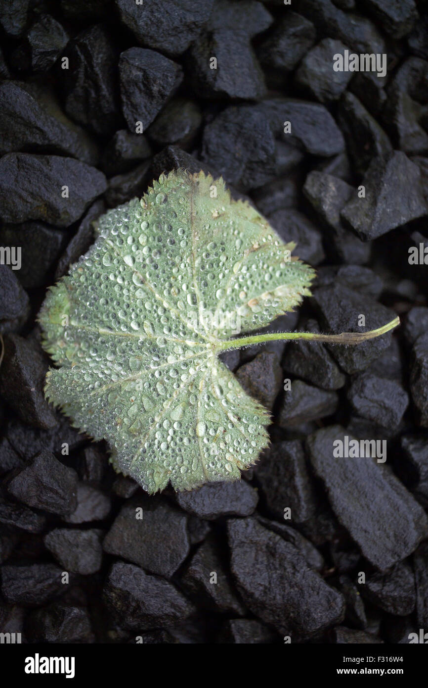 Couvert de rosée sur feuille d'Alchemilla gravel Banque D'Images