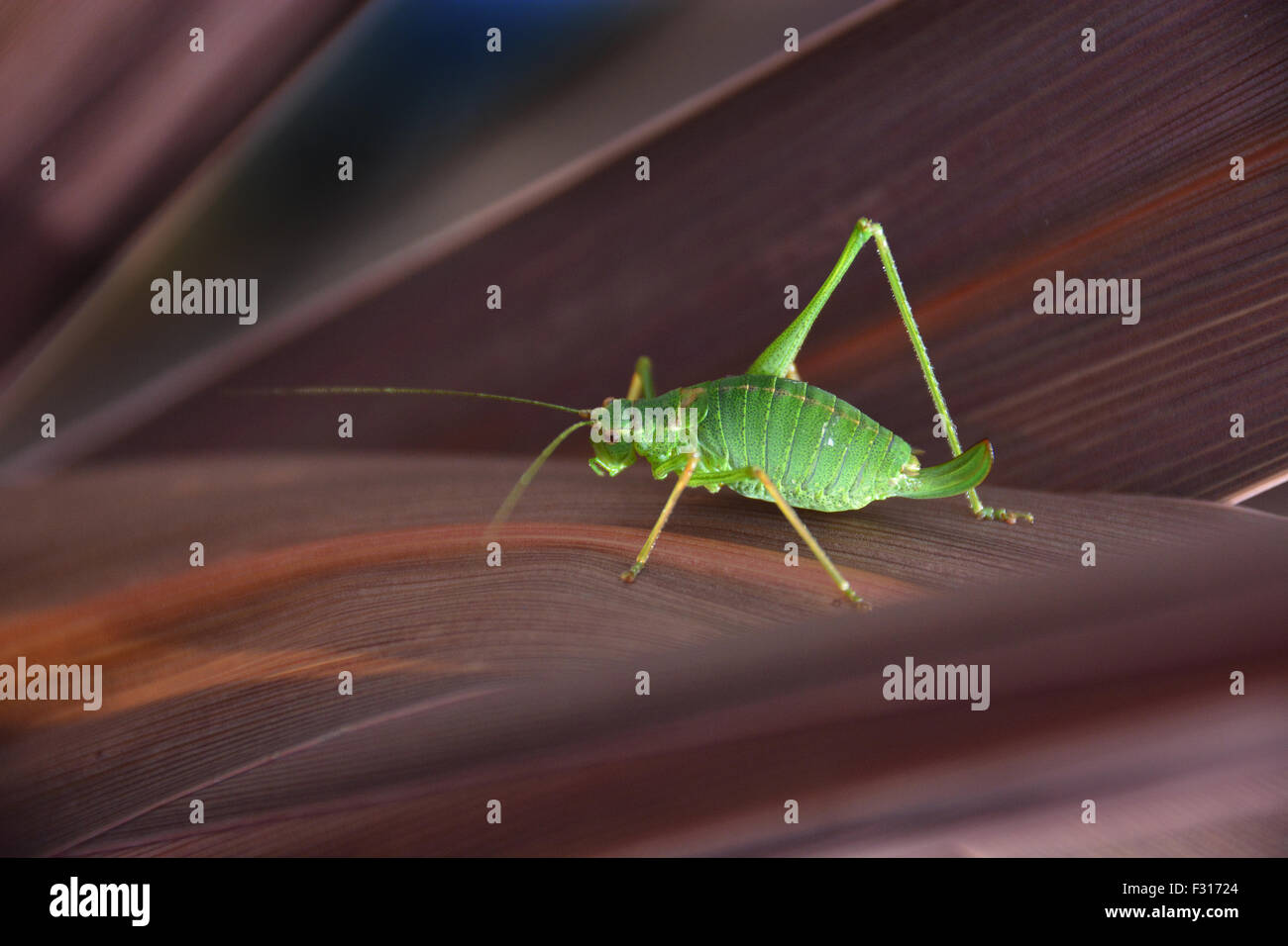 Sauterelle sur une feuille rouge Banque D'Images