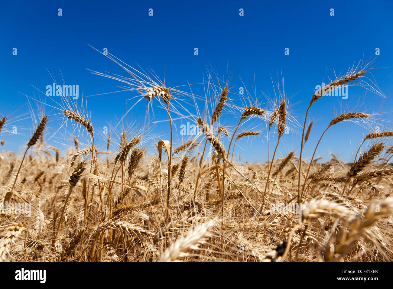Les récoltes de blé dans un champ Banque D'Images