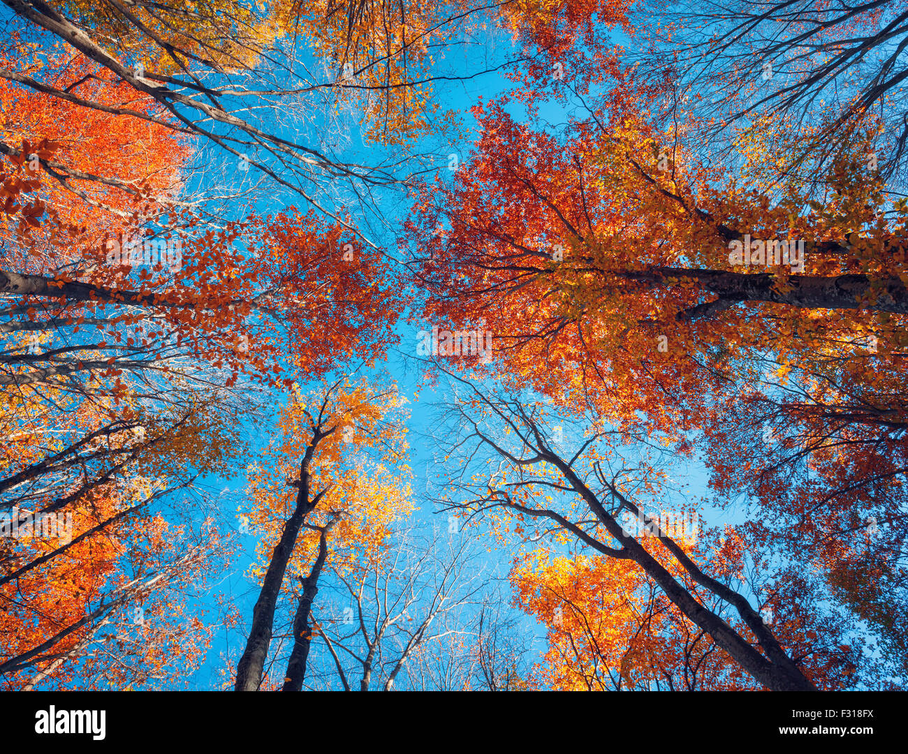 Forêt d'automne. Modèle d'arbres. Jusqu'à le bleu du ciel. Nature fond Banque D'Images