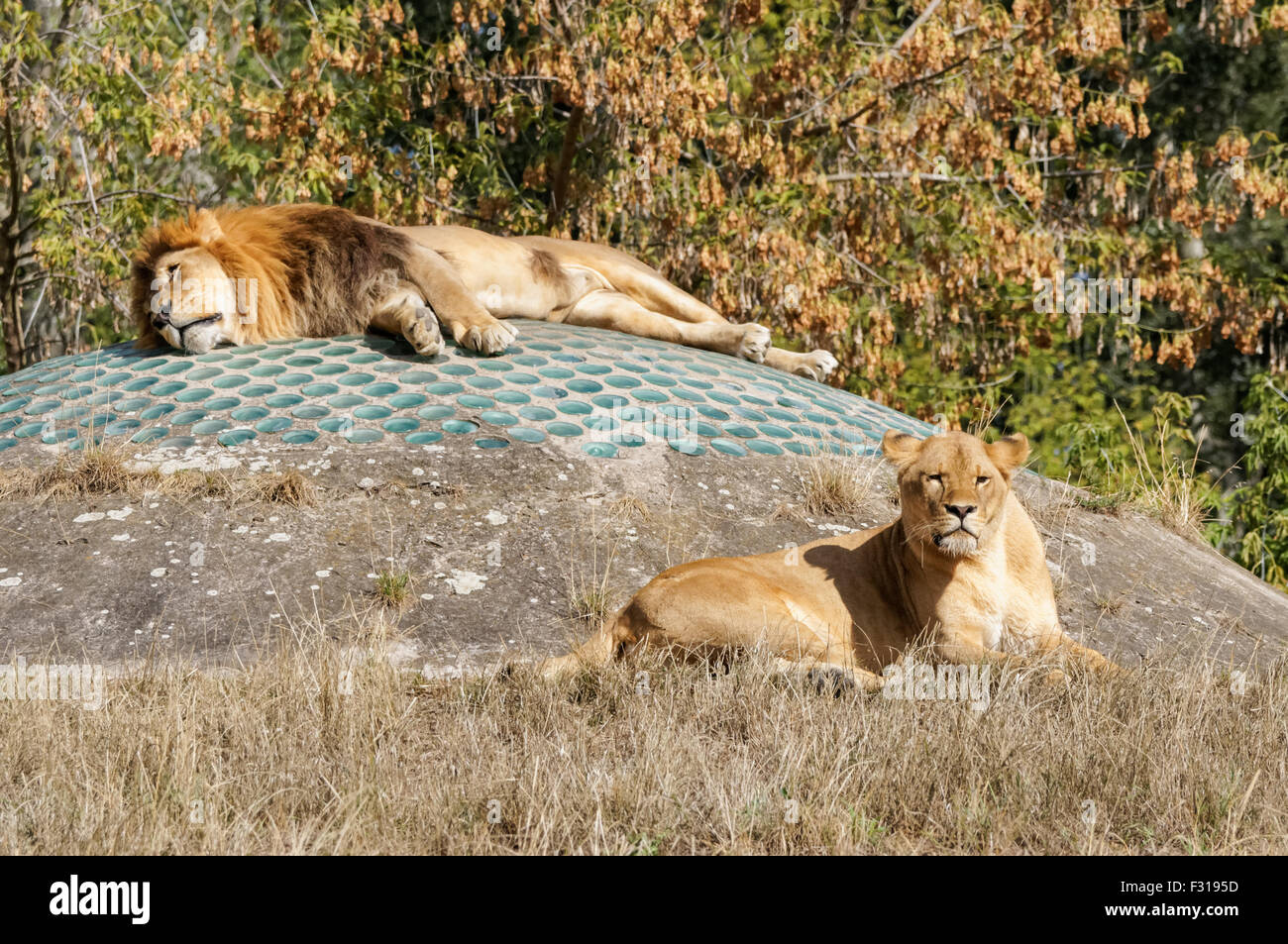 Les Lions au zoo de Varsovie, Pologne Banque D'Images