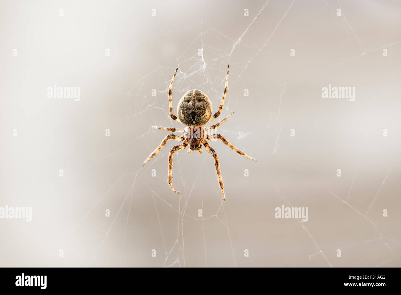 Close-up of spider sur un site web contre l'arrière-plan blanc. Banque D'Images