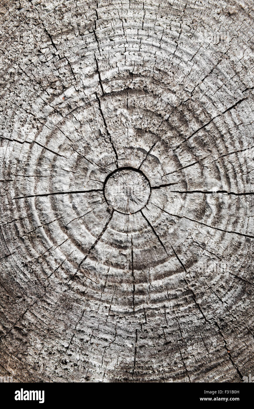 Circulaire de l'ancien en bois gris article de journal Banque D'Images