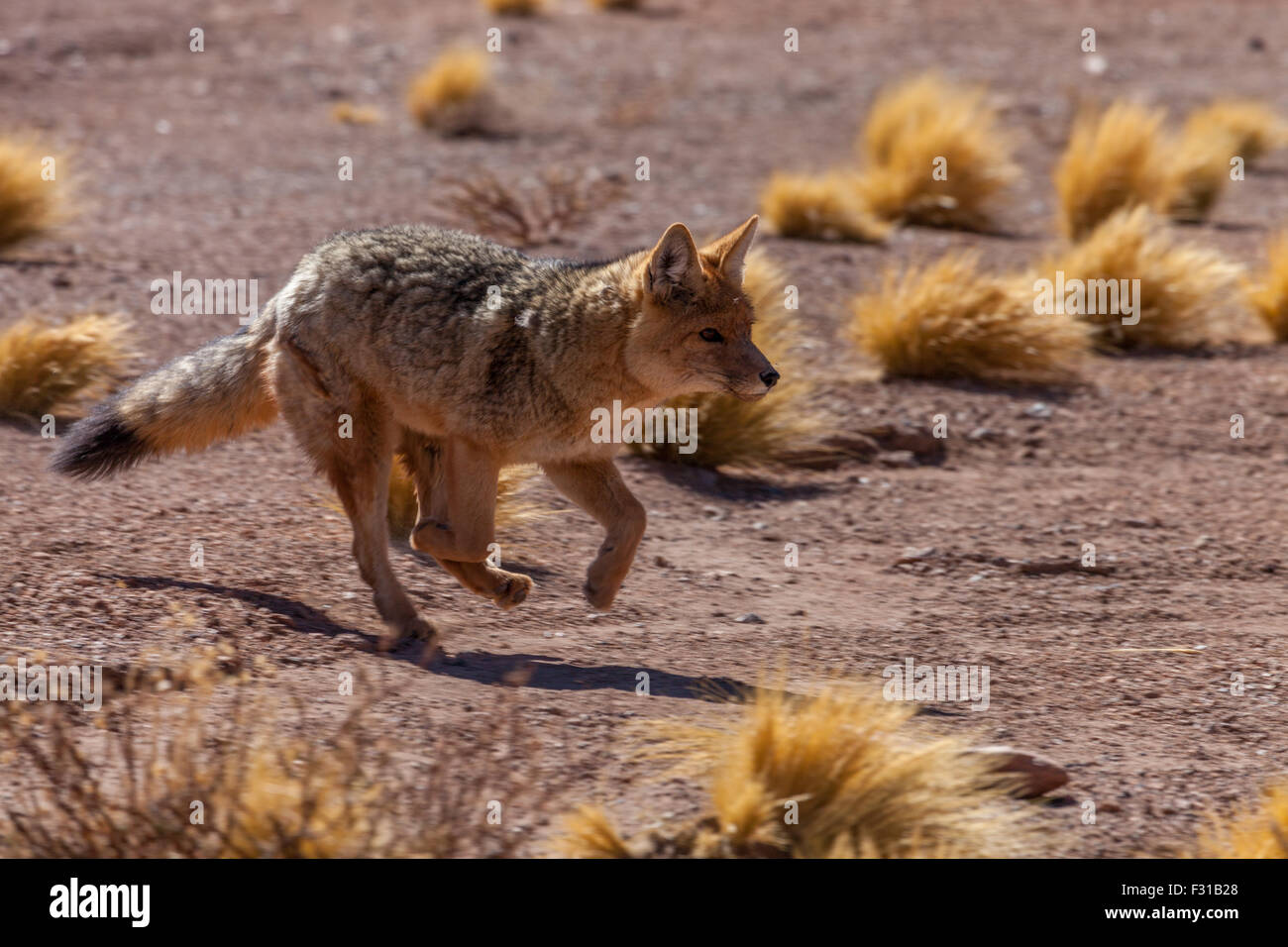 Culpeo (Renard andin - Lycalopex culpaeus) Banque D'Images