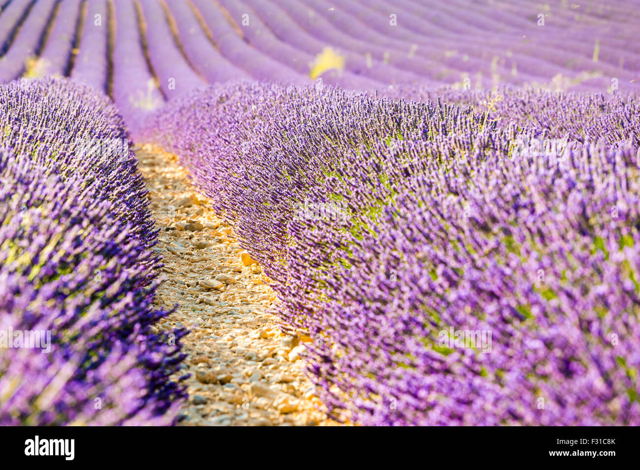 Provence, Plateau de Valensole, champ de lavande en fleurs Banque D'Images