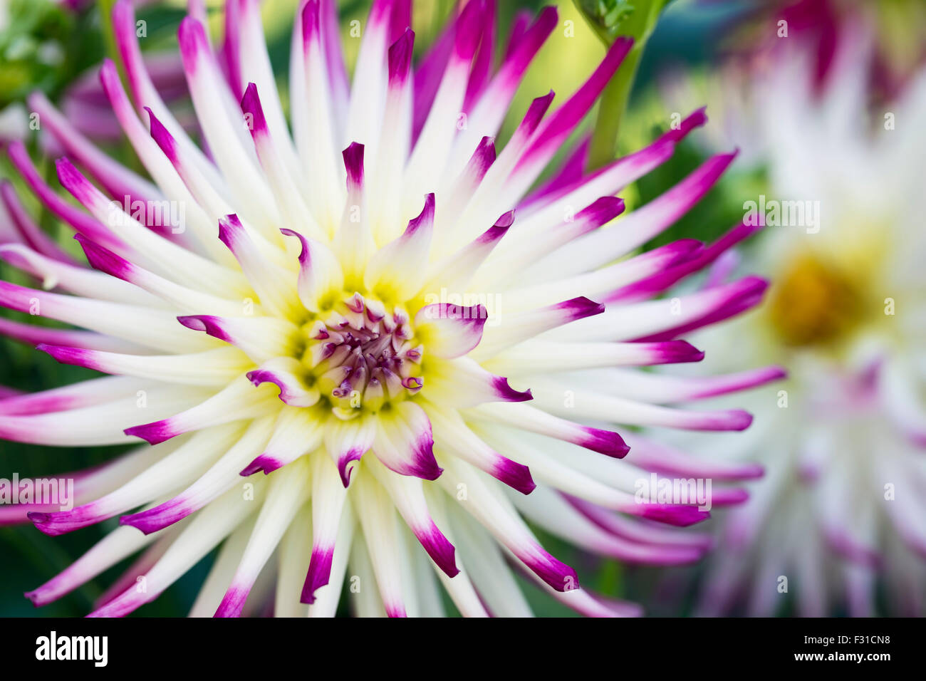 Tanjoh charmante Dahlia en pleine floraison, avec un autre l'arrière-plan des fleurs Banque D'Images